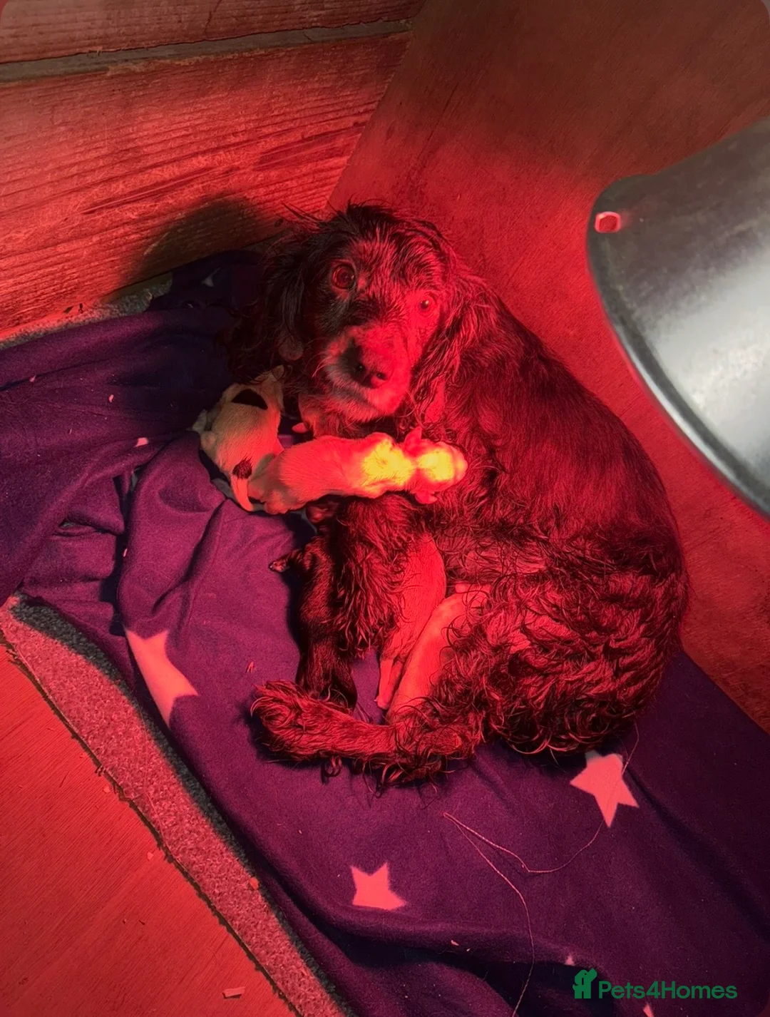 Cocker Spaniel dogs for sale: Cocker Spaniel Puppies for sale  - Advert 8