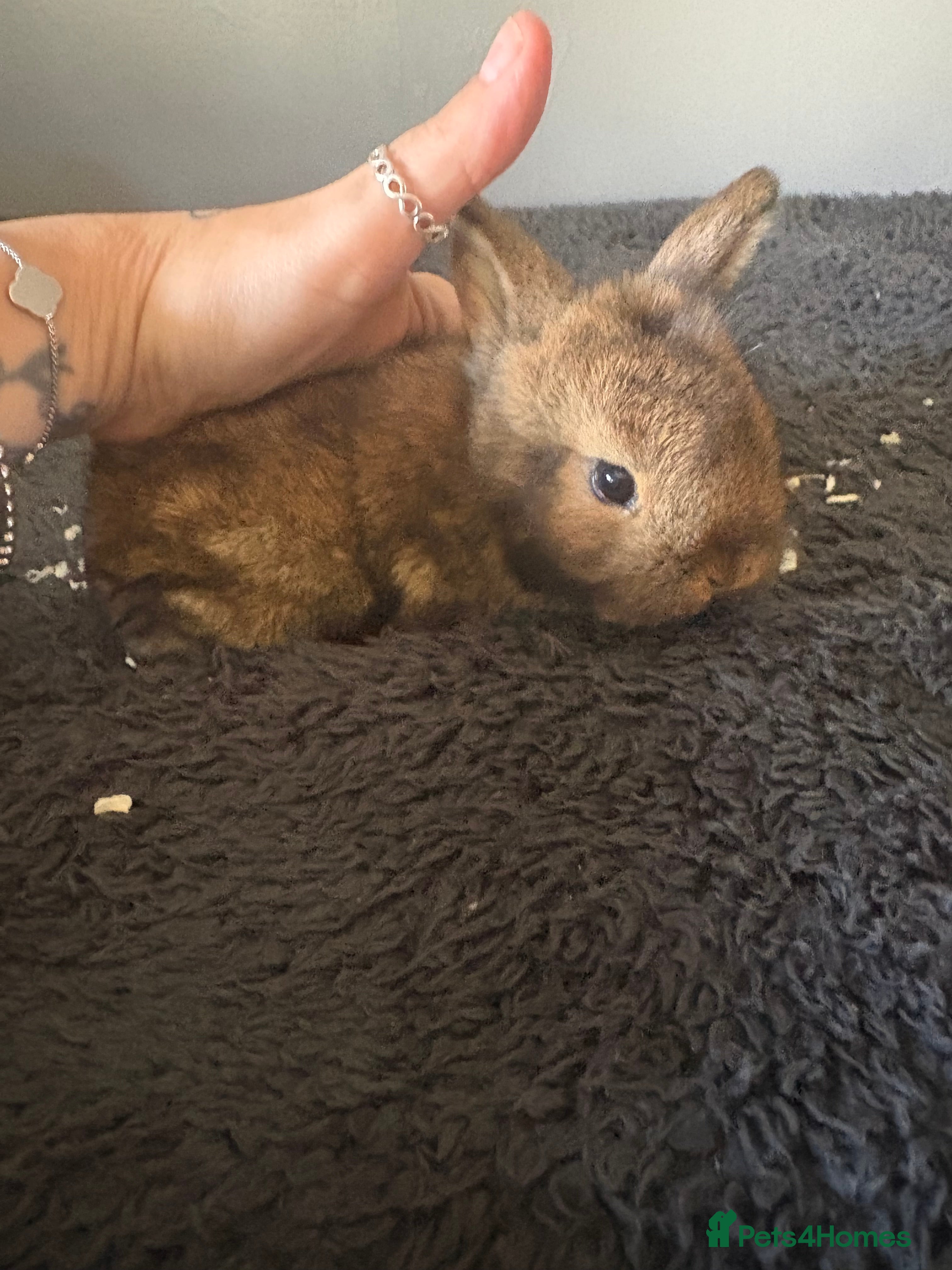 Mixed Breed rabbits Dwarf lion head/mini lop babies  - Advert 9