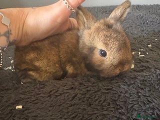 Mixed Breed rabbits Dwarf lion head/mini lop babies - Advert 13
