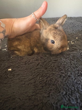 Mixed Breed rabbits Dwarf lion head/mini lop babies - Advert 11