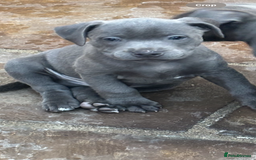 Staffordshire Bull Terrier dogs for sale: Blue Staffordshire bull terrier puppies  - Image 4