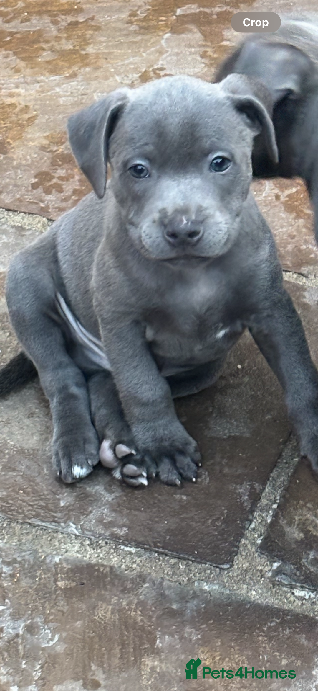 Staffordshire Bull Terrier dogs for sale: Blue Staffordshire bull terrier puppies  - Image 4