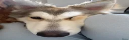 Shepsky dogs for sale: Narla - Advert 5
