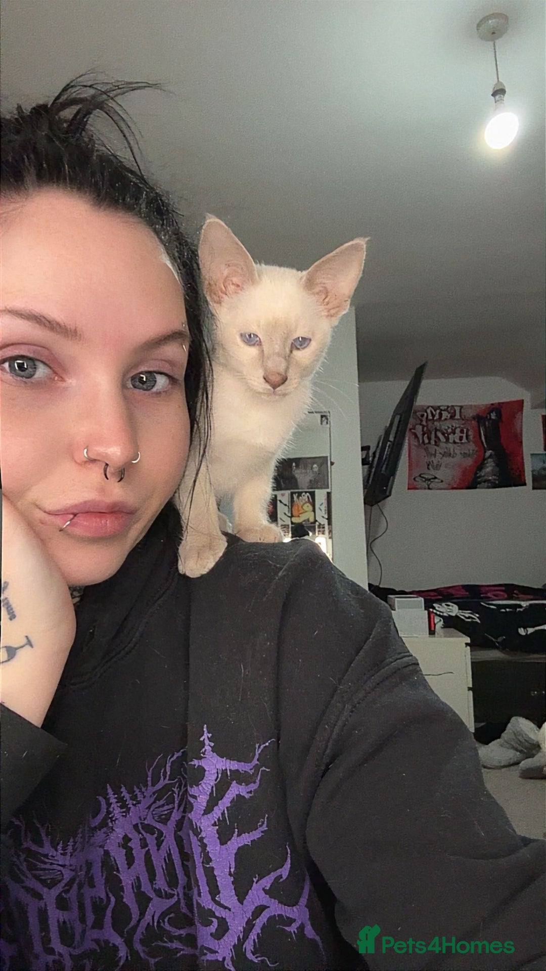 Siamese cats for sale: oriental siamese male - Advert 11