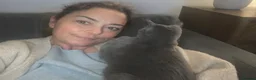 Russian Blue cats for sale: Retired queen, Russian blue cat for sale - Advert 5