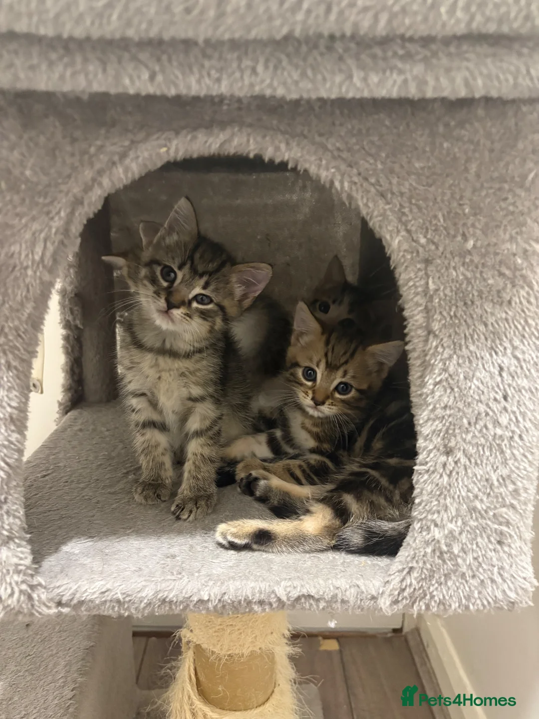Bengal cats for sale: 🐾 Gorgeous Bengal Kittens – 3 Boys & 1 Girl 🐾 - Advert 1