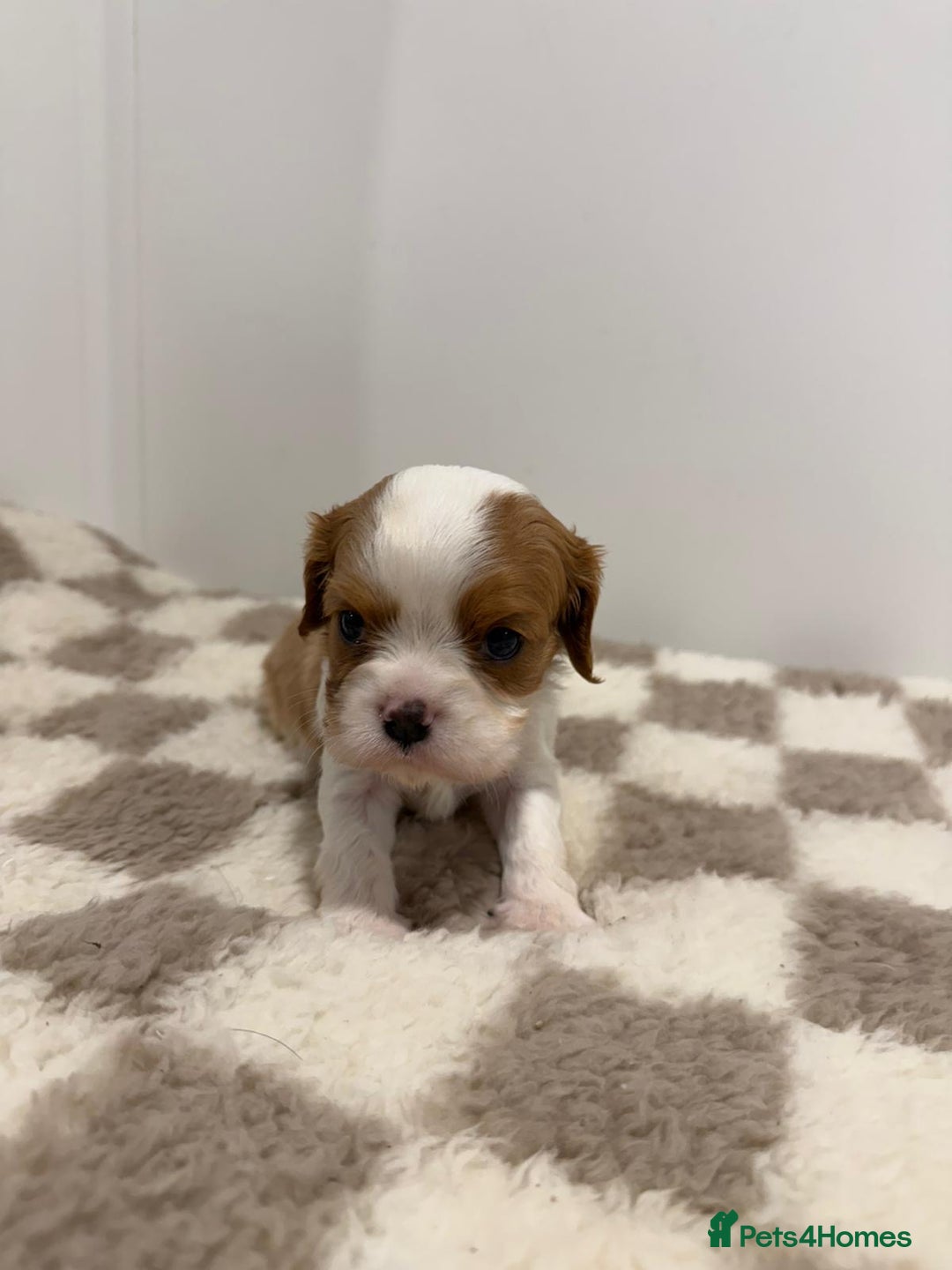 Cavalier King Charles Spaniel dogs for sale: Cavalier King Charles Spaniel  - Image 15