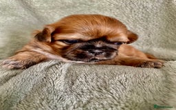 Shih Tzu dogs for sale: Adorable Imperial Shih Tzu Puppies - Image 13