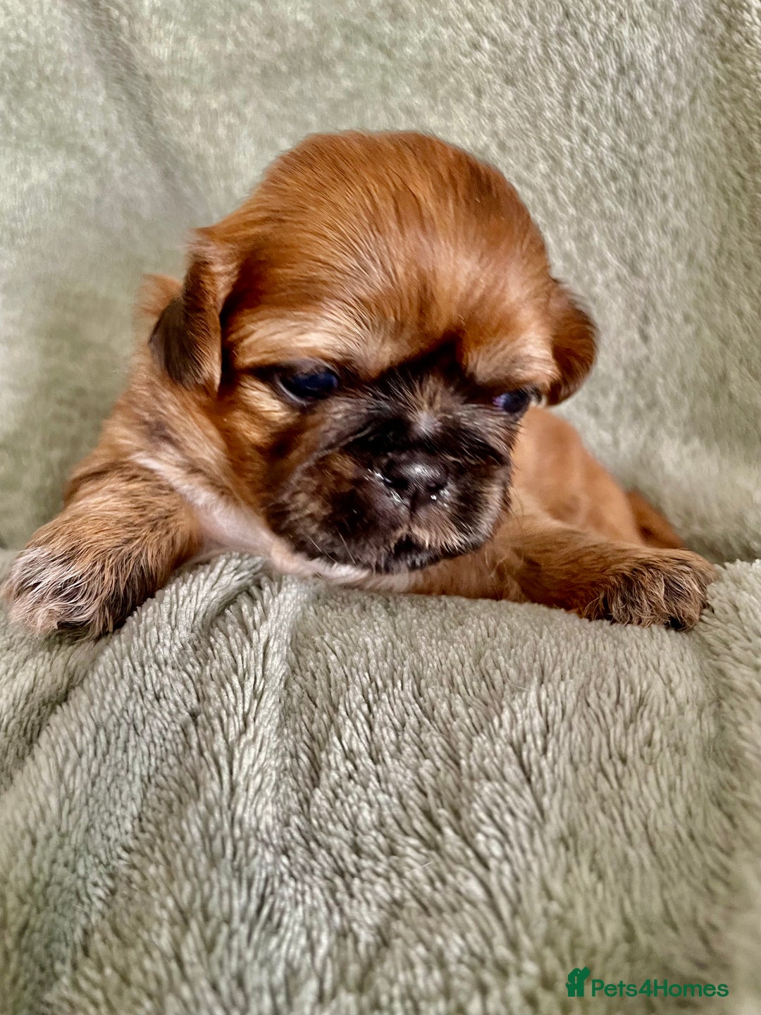 Shih Tzu dogs for sale: Adorable Imperial Shih Tzu Puppies - Image 13