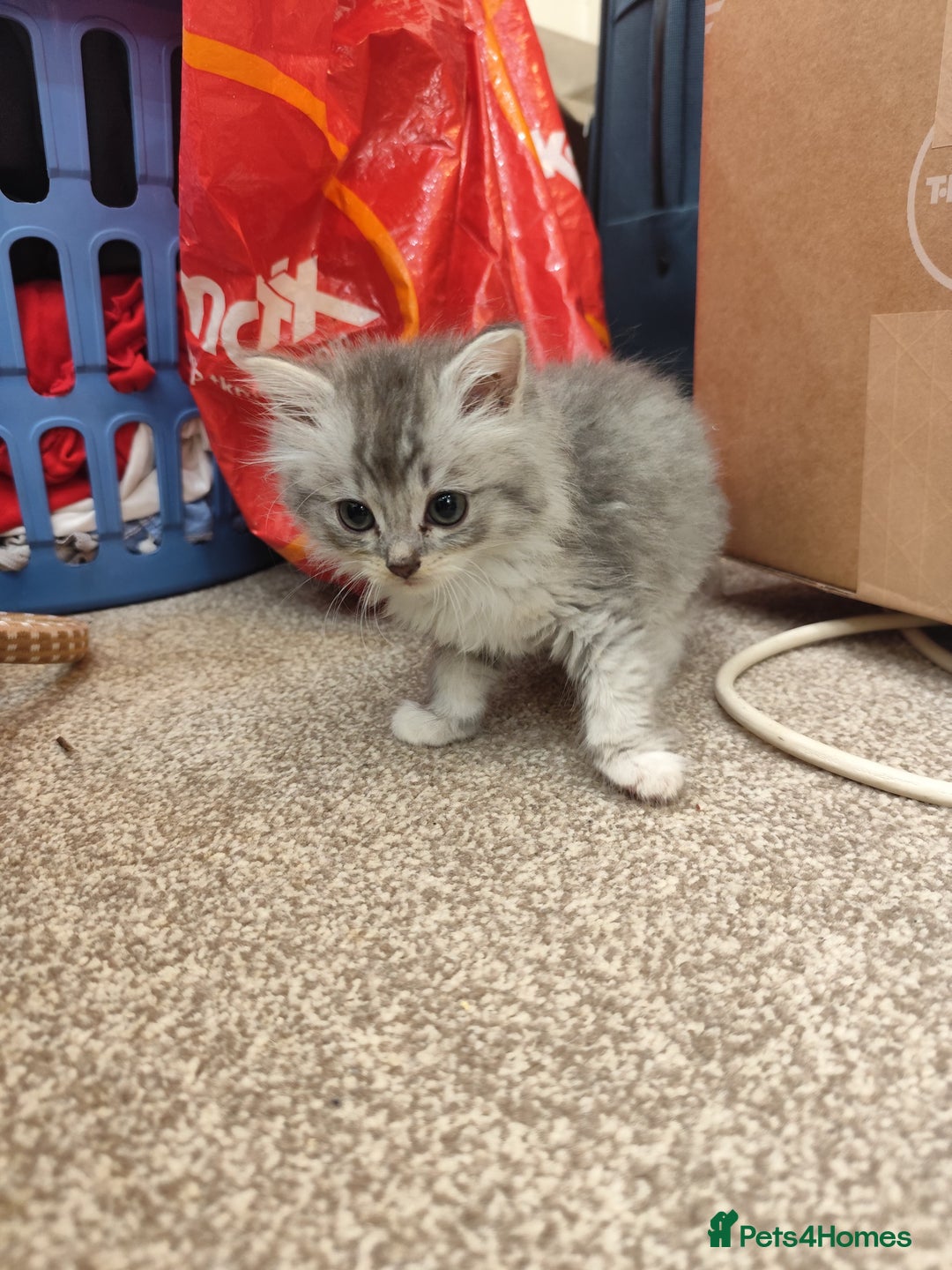 Ragdoll cats for sale: Persian ragdoll - Image 15