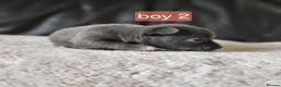Chihuahua dogs for sale: 5 chiuaua baby boys - Advert 36