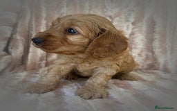 Cockapoo dogs for sale: Apricot & Fox Red F1B Cockapoo Puppies - Image 2