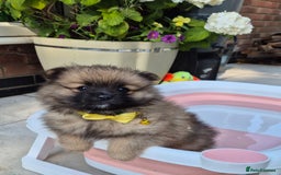 Pomsky dogs for sale: REDUCED PRICE: Cute Pomsky F1b puppies for sale  - Image 6