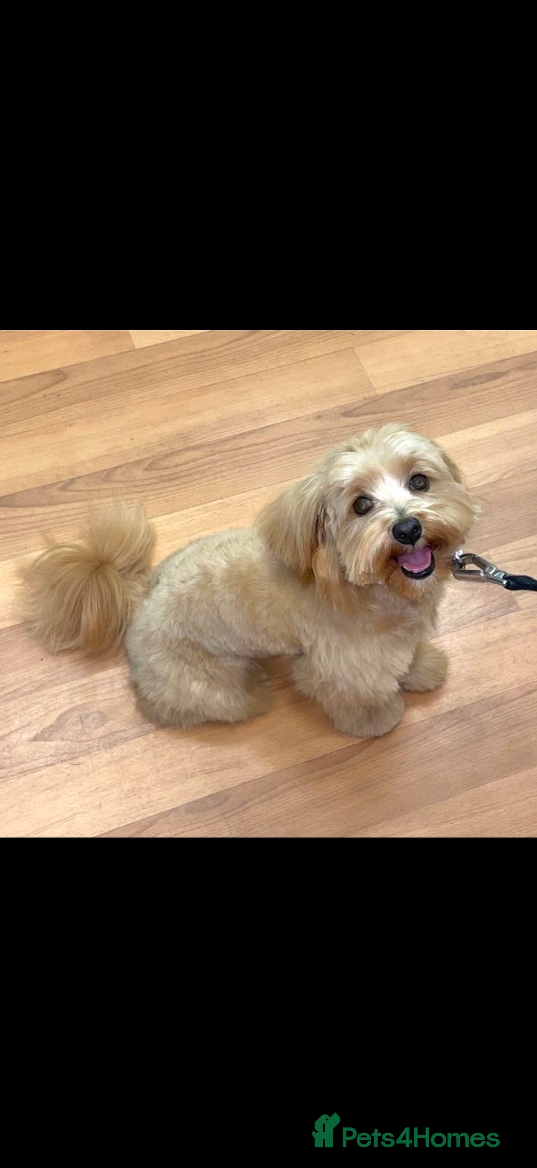 Maltipoo dogs for sale: Maltipoo puppies 🩷 - Image 3