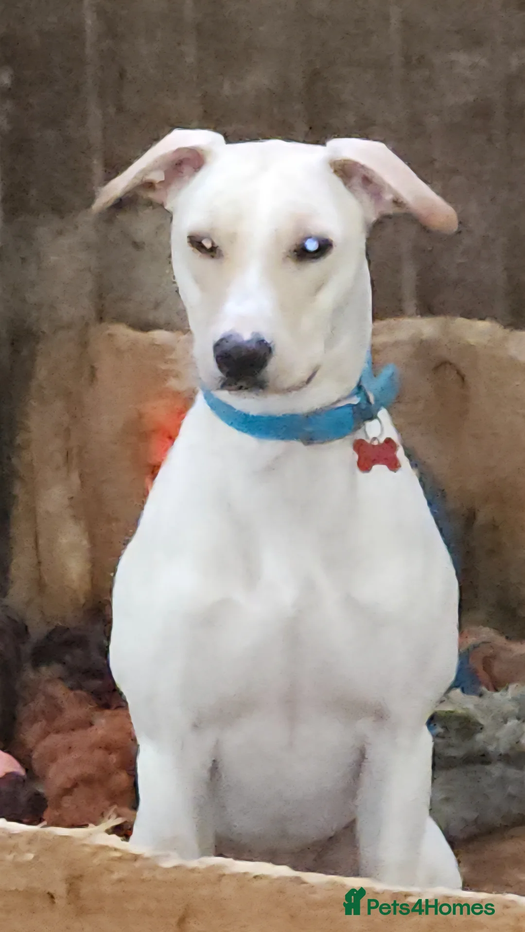 Lurcher dogs for sale: Lurcher puppies in Grange-over-Sands - Advert 2