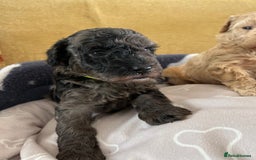 Miniature Poodle dogs for sale: Miniature Poodle Puppies  - Image 24