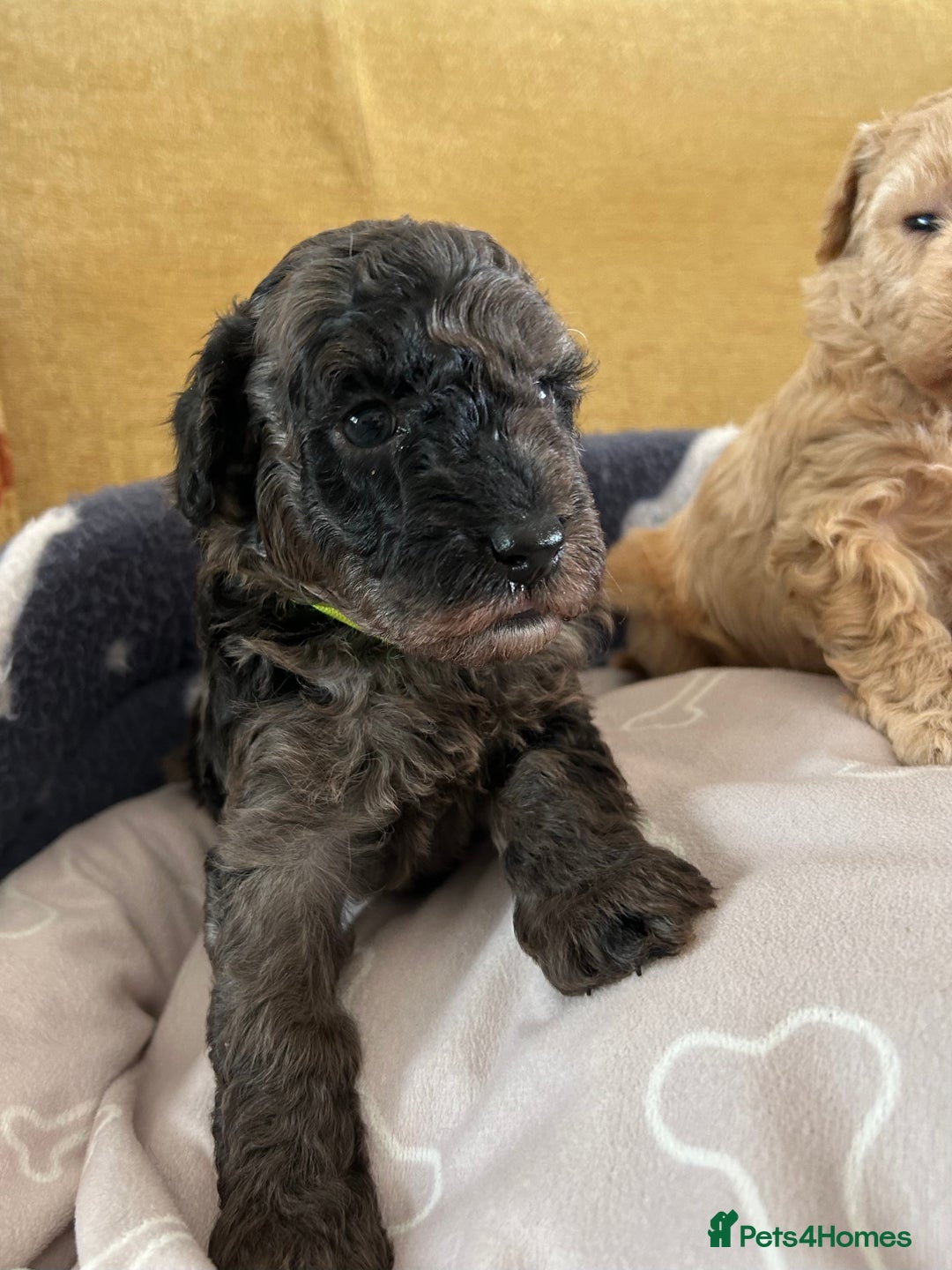 Miniature Poodle dogs for sale: Miniature Poodle Puppies  - Image 24