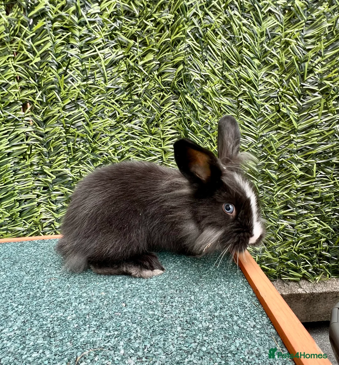 Mini Lion Lop rabbits for sale: Adorable Mini Lion Lops - Advert 6