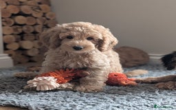 Cockapoo dogs for sale: Gorgeous F1b Cockapoo puppies (ready now) in Malpas - Image 2