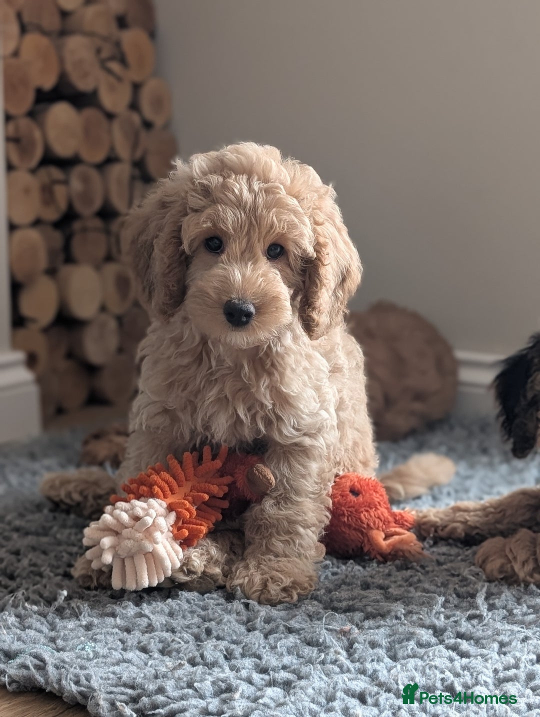 Cockapoo dogs for sale: Gorgeous F1b Cockapoo puppies (ready now) in Malpas - Image 2