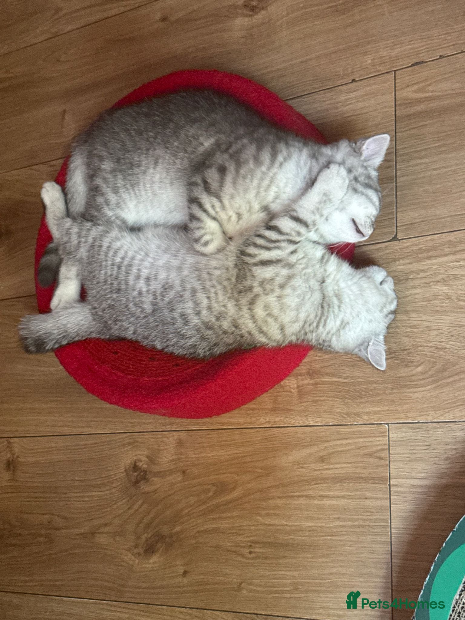 British Shorthair cats *Ready to leave next week* BSH silver Kittens - Advert 2