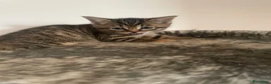 Domestic Shorthair 5