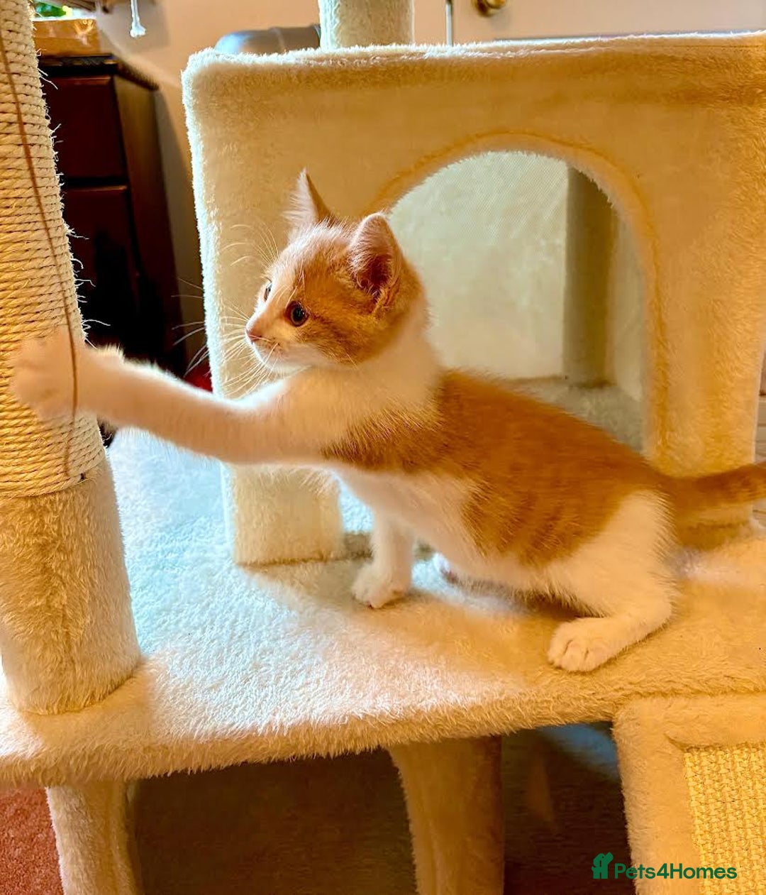 Mixed Breed cats for sale: Beautiful kittens for sale - Image 8