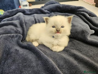 Ragdoll cats - Advert 16