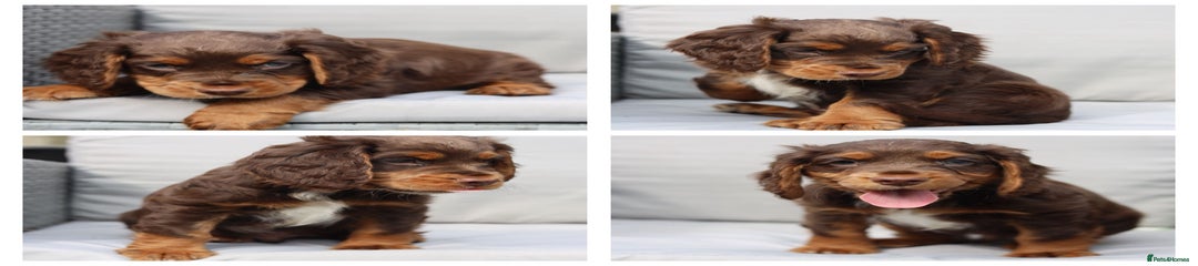 Cockapoo Puppy 1
