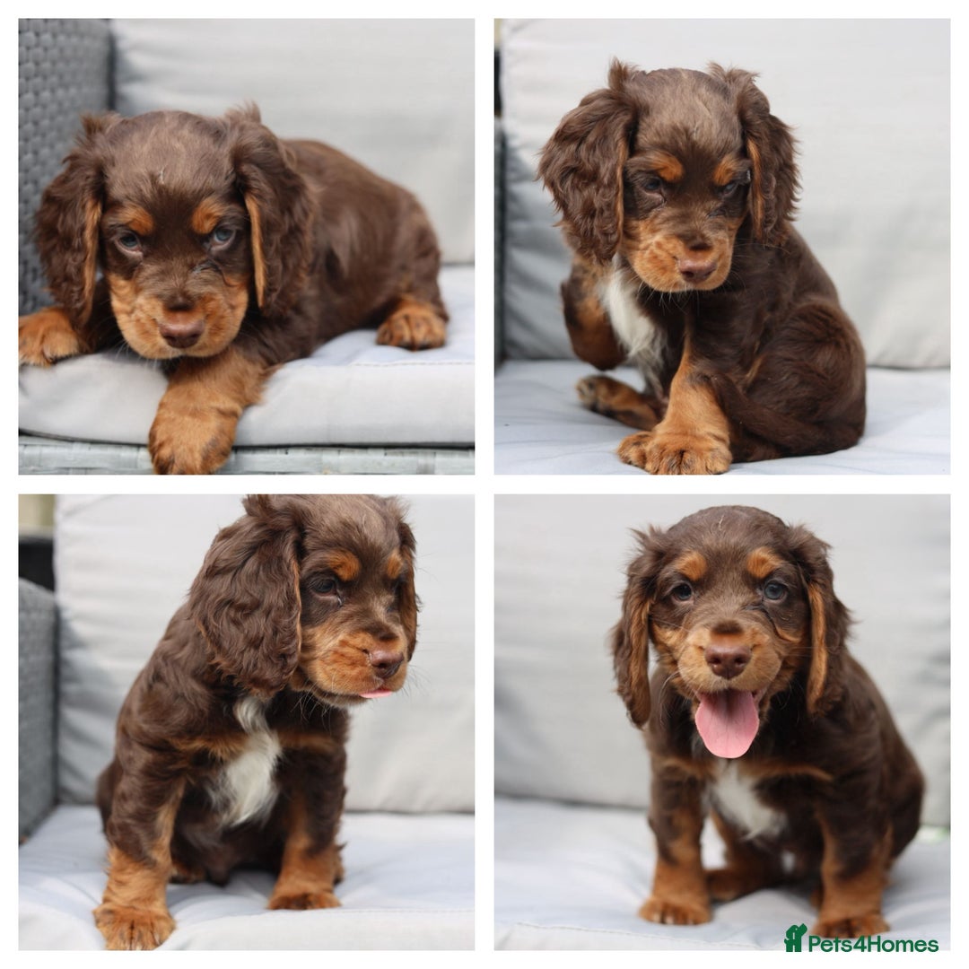 Cockapoo dogs for sale: Cockapoo puppies ready for new homes - Image 7