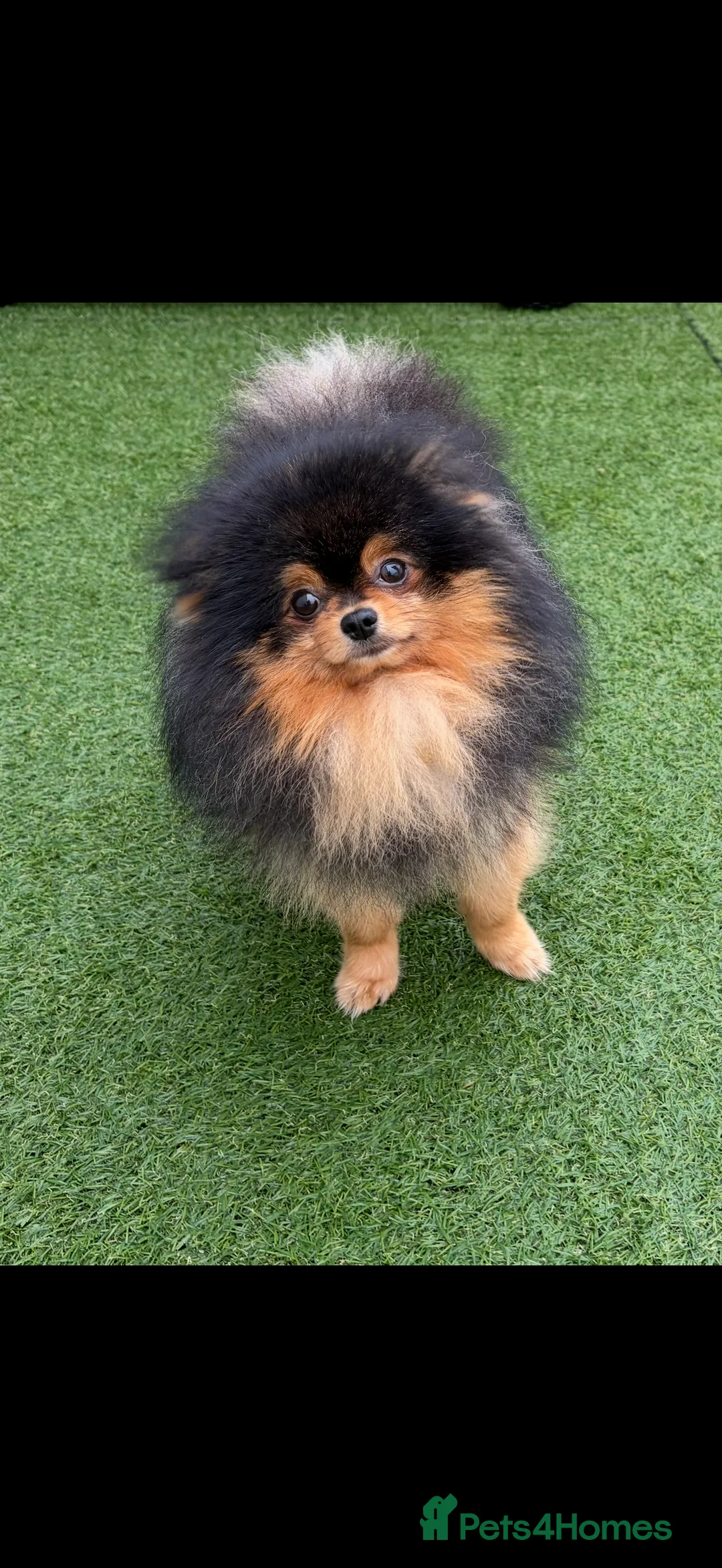 Pomeranian dogs for stud: Pomeranian for stud - Advert 3