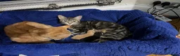 Mixed Breed cats for sale: Two kittens  - Advert 3