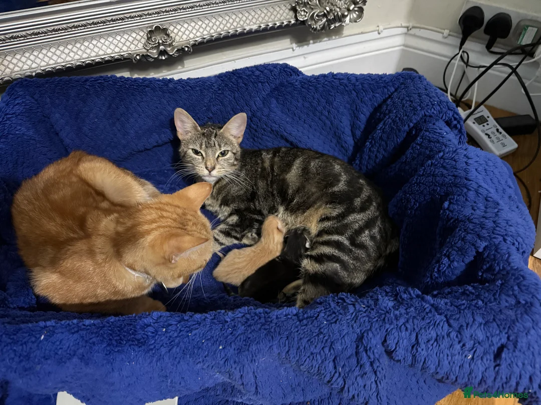 Mixed Breed cats for sale: Two kittens  - Advert 3