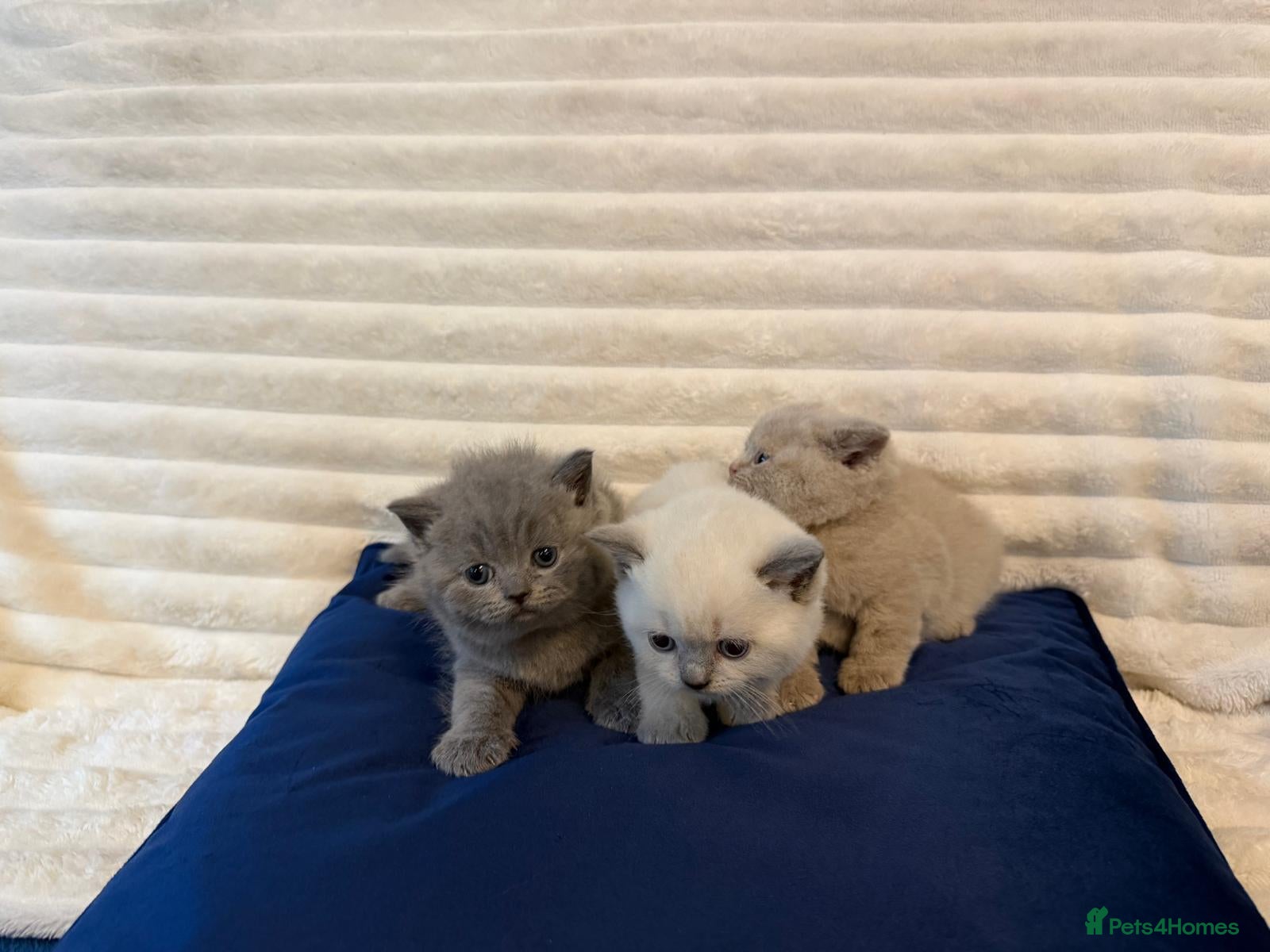 British Shorthair cats ☆☆ prestige chunky & fluffy, britsh shorthairs! ☆☆ - Advert 2
