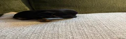 Mixed Breed dogs for sale: Miniature dachshund x French bulldog puppies  in Northampton - Advert 7