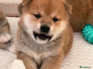 Japanese Shiba Inu dogs Japanese Shiba health tested , champion bloodline - Advert 3