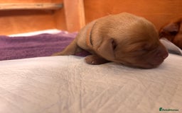 Labrador Retriever dogs for sale: KC Reg ‘Fox Red’ Labrador Retrievers  - Image 12