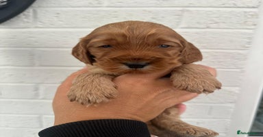 Cockapoo dogs - Advert 16