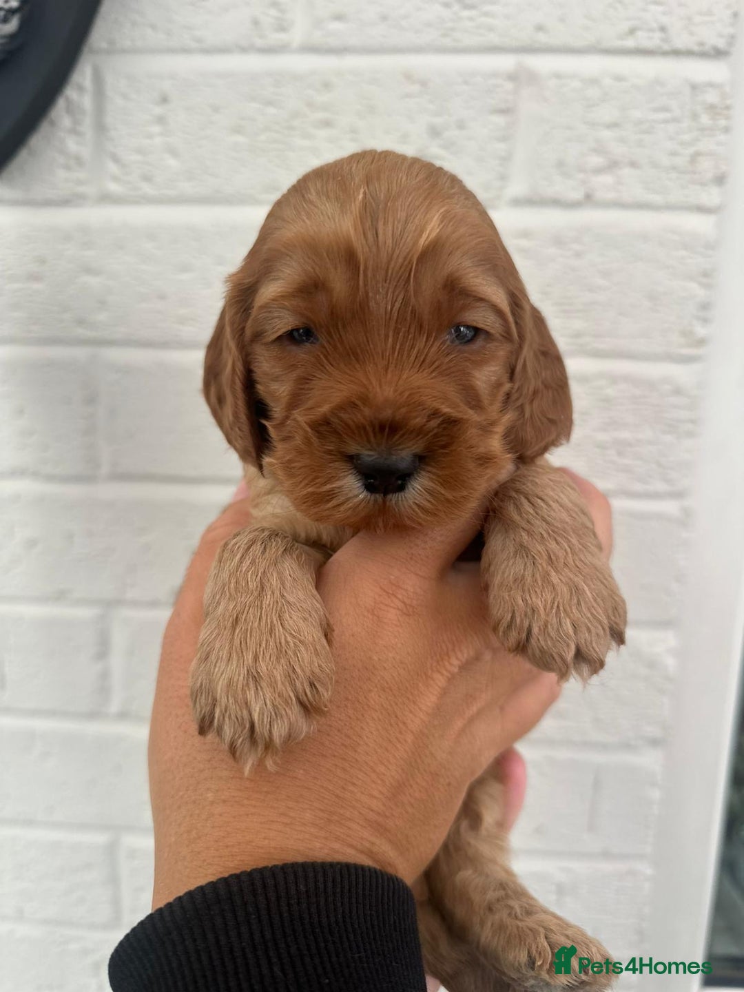 Cockapoo dogs for sale: STUNNING GOLDEN F2 COCKAPOOS - Image 3