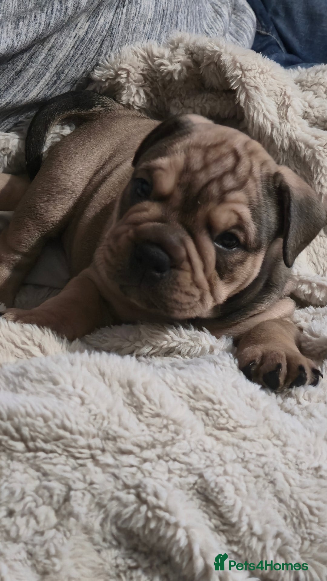 Mixed Breed dogs for sale: New england bulldogs  - Advert 8