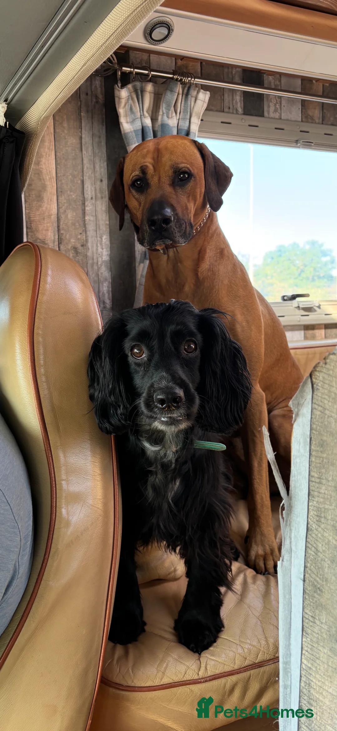 Rhodesian Ridgeback dogs for stud: Rhodesian Ridgeback - Advert 22