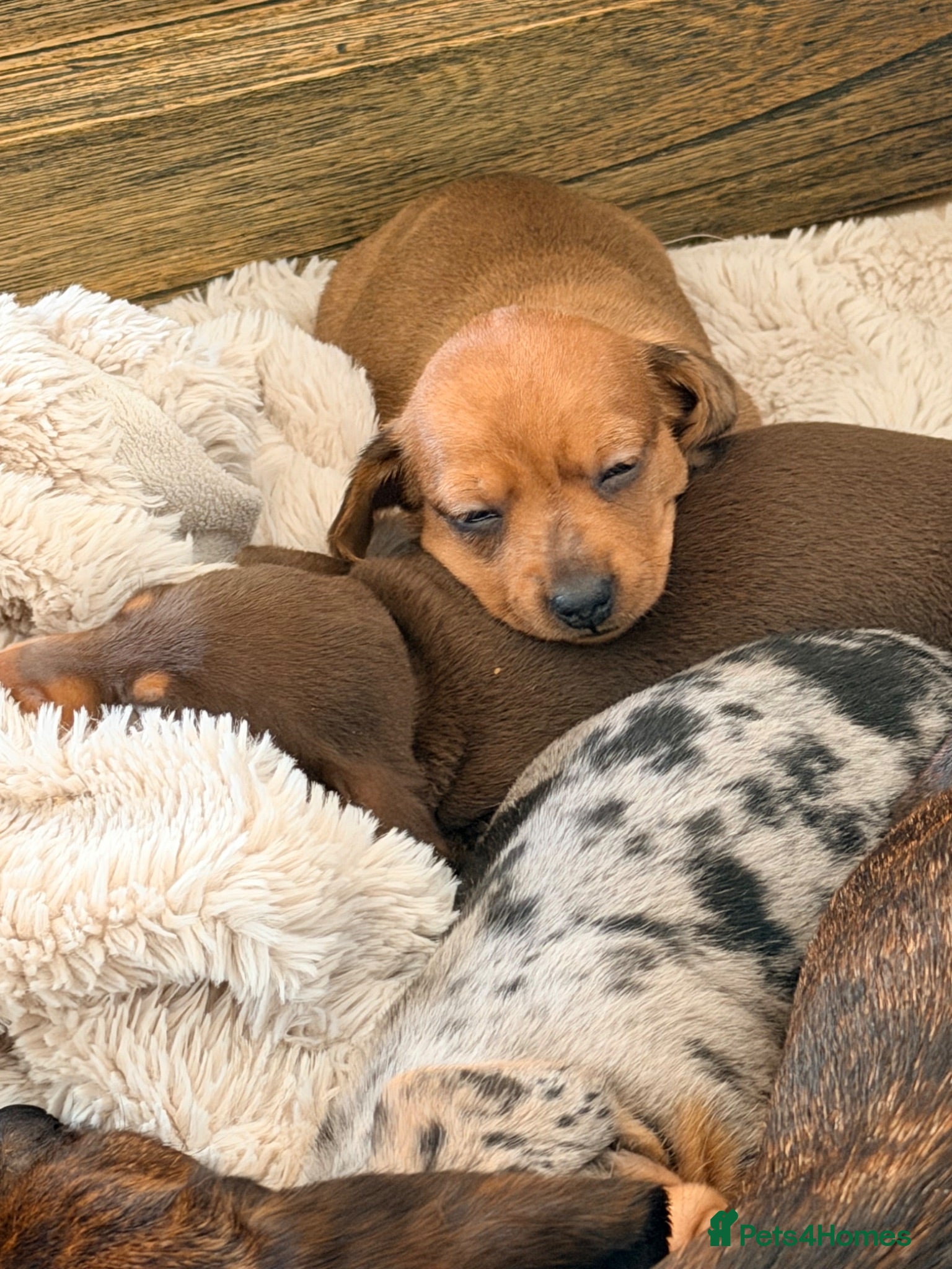 Miniature Dachshund dogs KC PRA Clear Champion Line Dapple Mini Dachshunds  - Advert 1