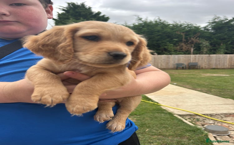 Mixed Breed dogs - Advert 1