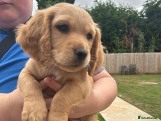 Mixed Breed dogs - Advert 5