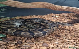 Python Snake reptiles for sale: Enchi Royal / Ball Python - Image 1