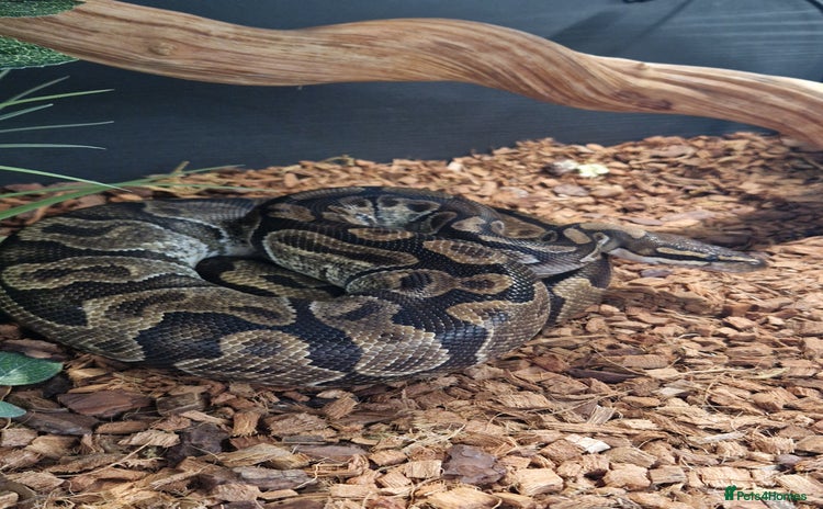 Python Snake reptiles - Advert 1
