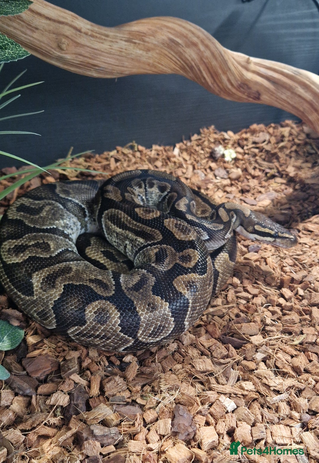 Python Snake reptiles for sale: Enchi Royal / Ball Python - Image 1