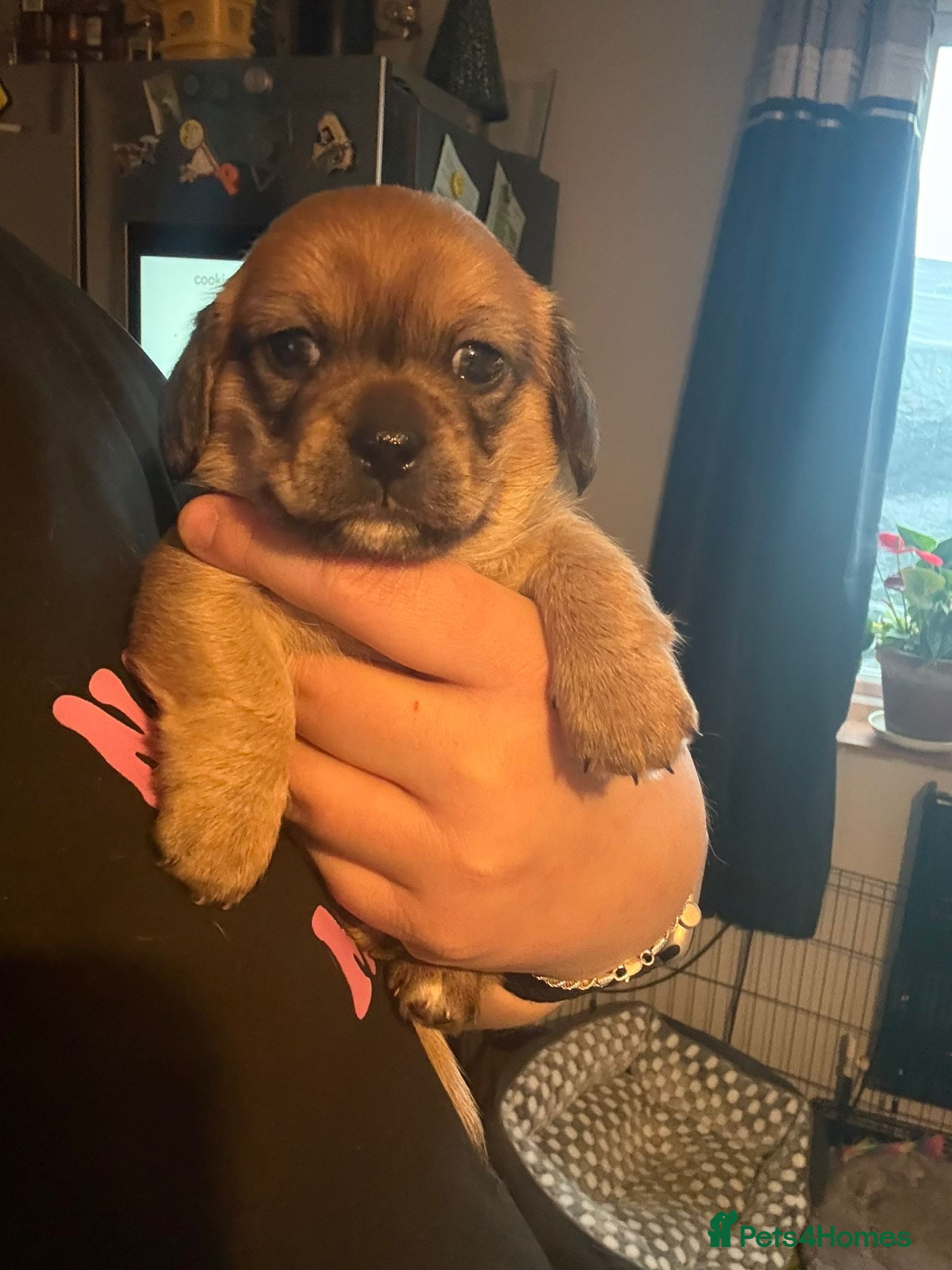 Mixed Breed dogs  Dachshund x pekingese  - Advert 1