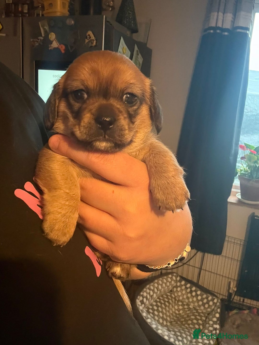 Mixed Breed dogs for sale:  Dachshund x pekingese  - Advert 1