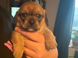 Mixed Breed dogs Dachshund x pekingese - Advert 1
